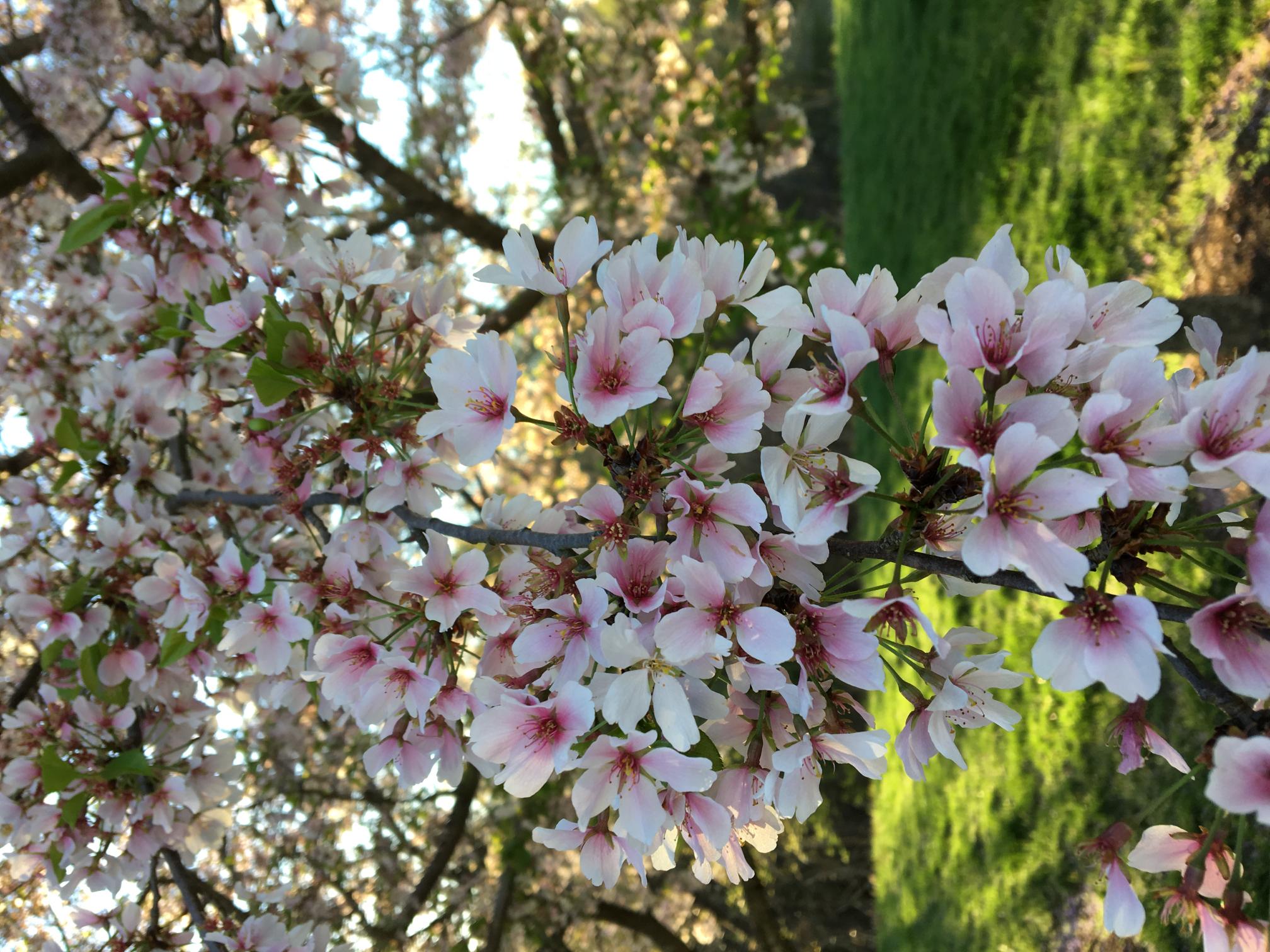 Cherry blossoms in Washington, DC