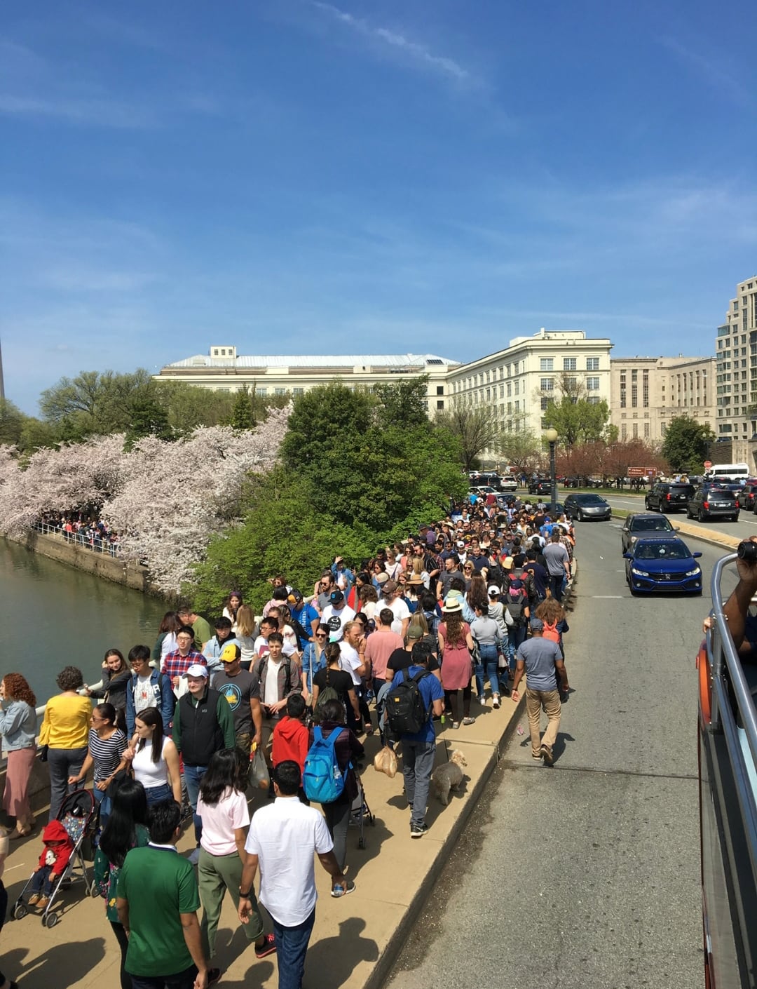 Visitors gathered beneath the cherry blossoms