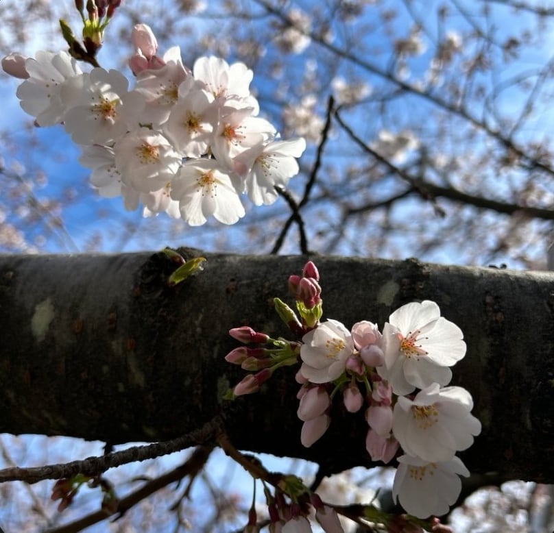 Close-up of cherry blossoms in full bloom
