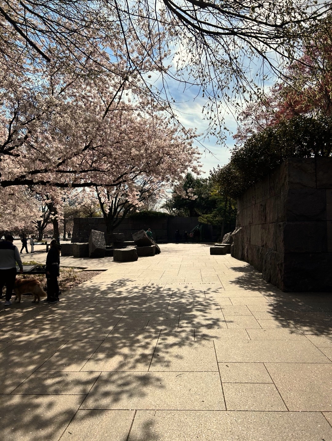 Cherry trees lining a Washington sidewalk
