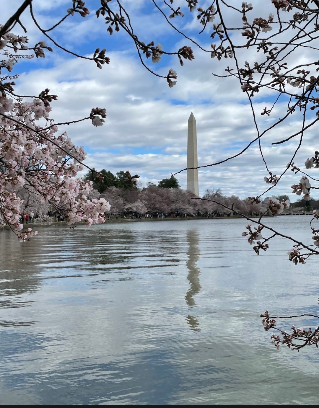 Cherry Blossom Tours